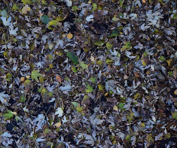 Bladen är gula på marken. Höst löv faller — Stockfoto