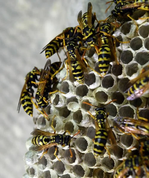 Ninho de vespas com vespas sentadas nele. Polista de vespas. O ninho de uma família de vespas que é levado um close-up — Fotografia de Stock