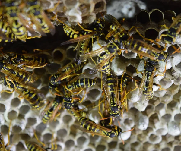 Wasp nest met wespen zitten erop. Wespen Polist. Het nest van een — Stockfoto