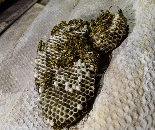 Eşekarısı yuvası üzerine oturan Yaban arıları ile.