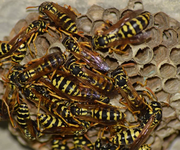 Wespennest mit darauf sitzenden Wespen. Wespen polieren. das Nest eines — Stockfoto