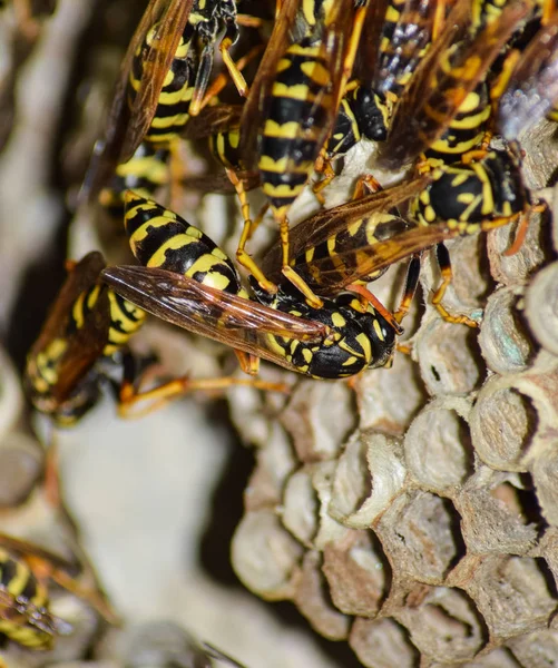 Ninho de vespas com vespas sentadas nele . — Fotografia de Stock