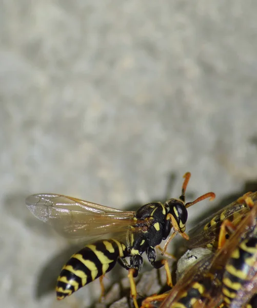 Wasp nid avec des guêpes assises dessus. Poliste aux guêpes. Le nid d'une famille de guêpes qui est pris un gros plan — Photo