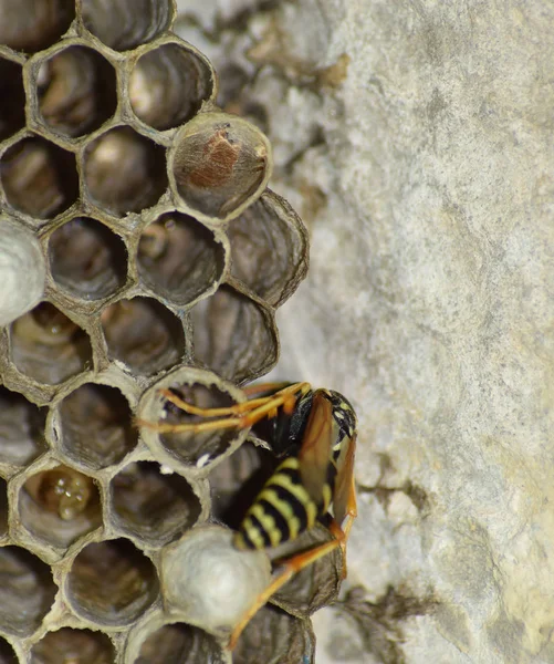 Üzerinde eşekarıları olan bir arı kovanı. Eşek arıları polisi. Yakından çekilen bir eşek arısı ailesinin yuvası.