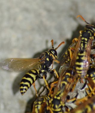 Üzerinde eşekarıları olan bir arı kovanı. Eşek arıları polisi. Yakından çekilen bir eşek arısı ailesinin yuvası.