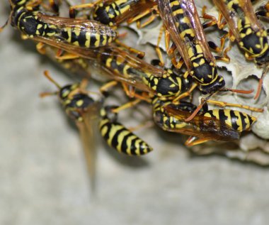 Üzerinde eşek arıları olan eşek arısı yuvası. Eşek arıları polist. Bir yuva