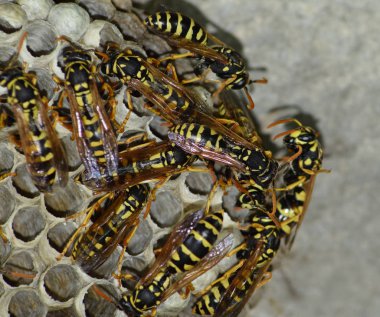 Üzerinde eşekarıları olan bir arı kovanı. Eşek arıları polisi. Yakından çekilen bir eşek arısı ailesinin yuvası.