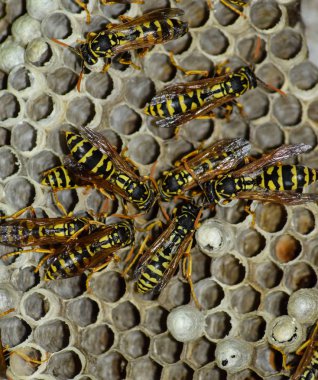 Eşekarısı yuvası üzerine oturan Yaban arıları ile.