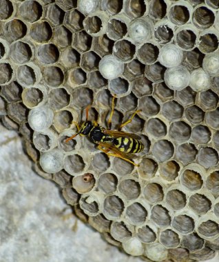 Eşekarısı yuvası üzerine oturan Yaban arıları ile.