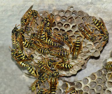 Üzerinde eşek arıları olan eşek arısı yuvası. Eşek arıları polist. Bir yuva