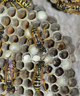 Üzerinde eşekarıları olan bir arı kovanı. Eşek arıları polisi. Yakından çekilen bir eşek arısı ailesinin yuvası.