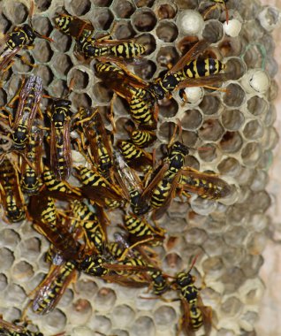 Eşekarısı yuvası üzerine oturan Yaban arıları ile.