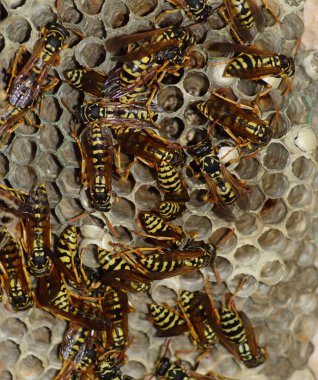 Eşekarısı yuvası üzerine oturan Yaban arıları ile.