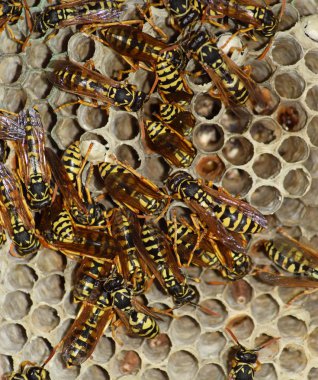 Eşekarısı yuvası üzerine oturan Yaban arıları ile.