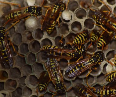 Vespiary. Eşek arıları polist. Eşek arıları bir ailenin yuvası olan t