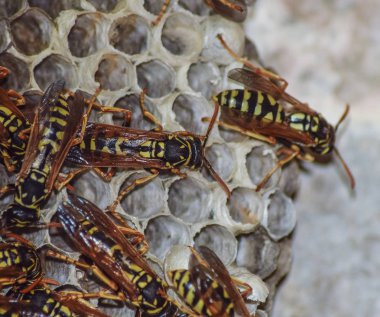 Üzerinde eşekarıları olan bir arı kovanı. Eşek arıları polisi. Yakından çekilen bir eşek arısı ailesinin yuvası.