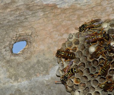 Üzerinde eşek arıları olan eşek arısı yuvası. Eşek arıları polist. Bir yuva