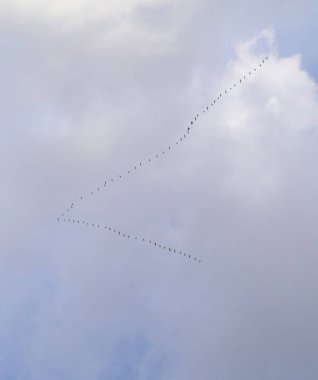 Güneye uçtuğu bir kaz kama