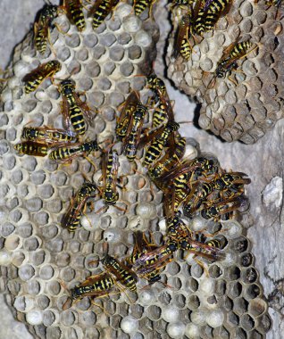Üzerinde eşekarıları olan bir arı kovanı. Eşek arıları polisi. Yakından çekilen bir eşek arısı ailesinin yuvası.