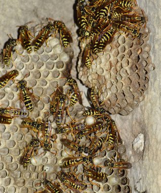 Üzerinde eşekarıları olan bir arı kovanı. Eşek arıları polisi. Yakından çekilen bir eşek arısı ailesinin yuvası.