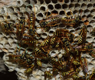Üzerinde eşek arıları olan eşek arısı yuvası. Eşek arıları polist. Bir yuva