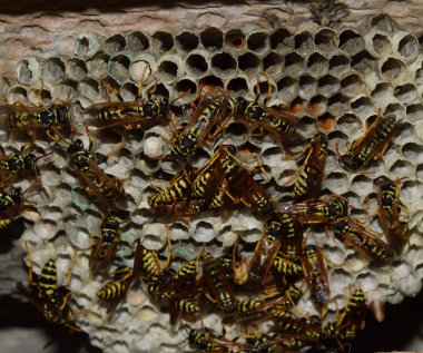 Vespiary. Eşek arıları polist. Eşek arıları bir ailenin yuvası olan t