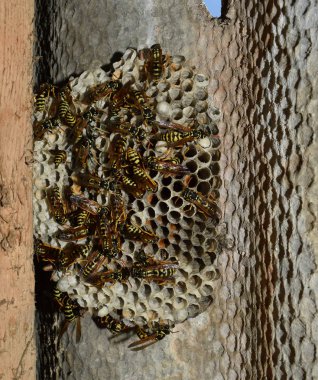 Üzerinde eşekarıları olan bir arı kovanı. Eşek arıları polisi. Yakından çekilen bir eşek arısı ailesinin yuvası.