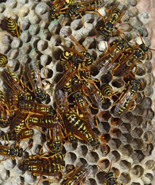 Eşekarısı yuvası üzerine oturan Yaban arıları ile.