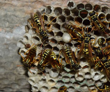 Üzerinde eşek arıları olan eşek arısı yuvası. Eşek arıları polist. Bir yuva