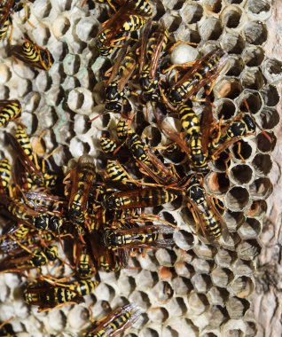 Üzerinde eşekarıları olan bir arı kovanı. Eşek arıları polisi. Yakından çekilen bir eşek arısı ailesinin yuvası.