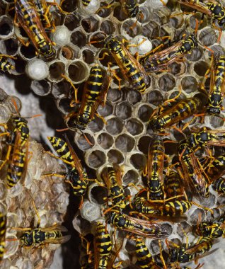Eşekarısı yuvası üzerine oturan Yaban arıları ile.