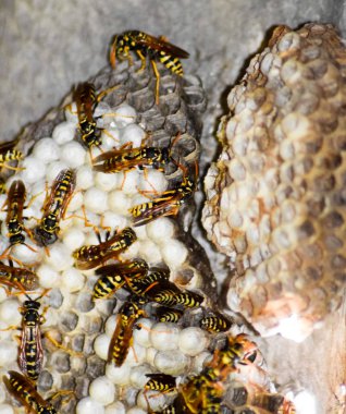 Yaban arıları polist. Vespiary