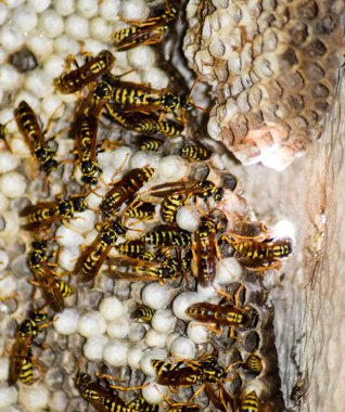 Eşekarısı yuvası üzerine oturan Yaban arıları ile.