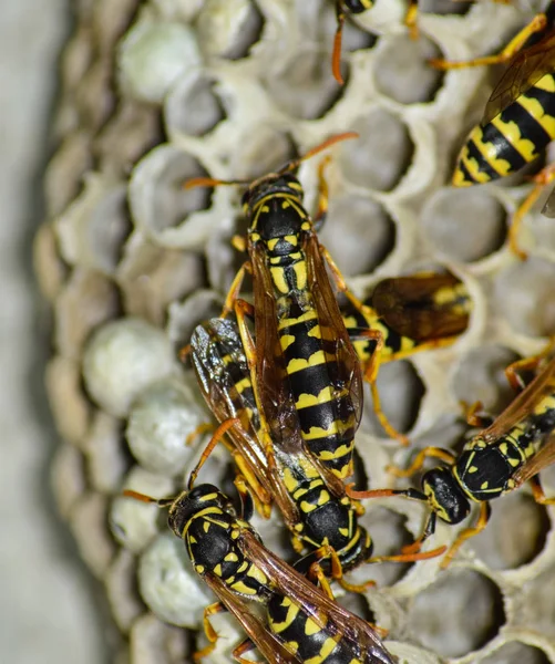 Ninho de vespas com vespas sentadas nele . — Fotografia de Stock