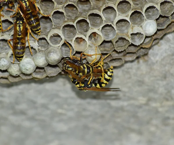 Gniazdo WASP z osy siedzi na nim. Wasps polist. Gniazdo — Zdjęcie stockowe