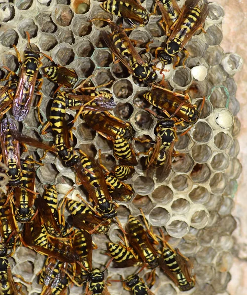 Eşekarısı yuvası üzerine oturan Yaban arıları ile. — Stok fotoğraf