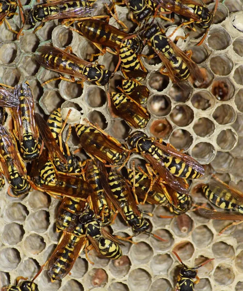 Eşekarısı yuvası üzerine oturan Yaban arıları ile.