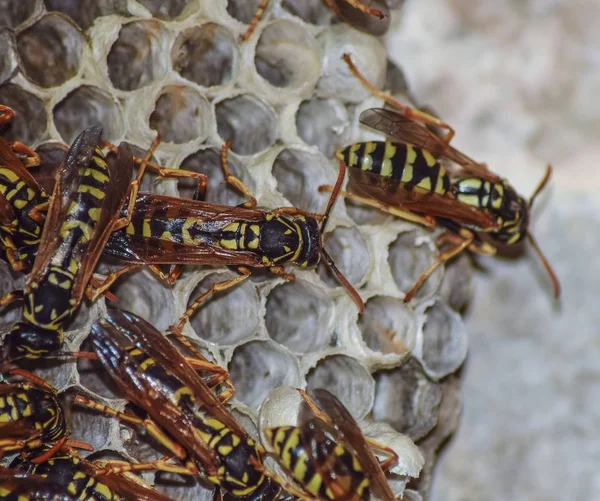 Üzerinde eşekarıları olan bir arı kovanı. Eşek arıları polisi. Yakından çekilen bir eşek arısı ailesinin yuvası.