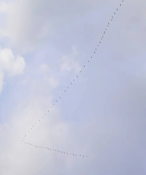 Ведите гусей, летящих на юг — стоковое фото
