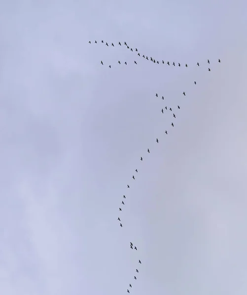 Ведите гусей, летящих на юг — стоковое фото