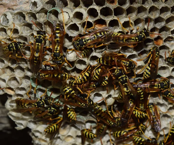 Üzerinde eşek arıları olan eşek arısı yuvası. Eşek arıları polist. Bir yuva