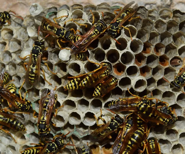 Gniazdo WASP z osy siedzi na nim. Wasps polist. Gniazdo — Zdjęcie stockowe