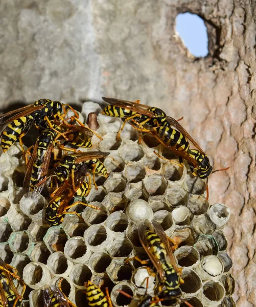 Eşekarısı yuvası üzerine oturan Yaban arıları ile.