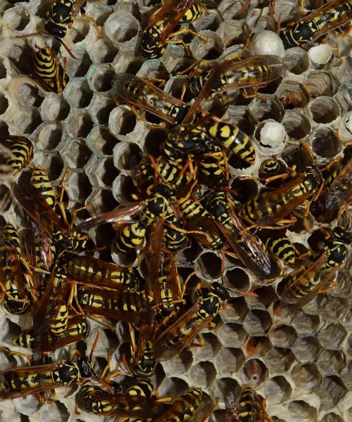 Sarang tawon dengan tawon di atasnya. Wasps polist. Sarang dari keluarga tawon yang diambil dari jarak dekat — Stok Foto