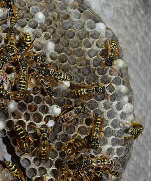 Üzerinde eşekarıları olan bir arı kovanı. Eşek arıları polisi. Yakından çekilen bir eşek arısı ailesinin yuvası.