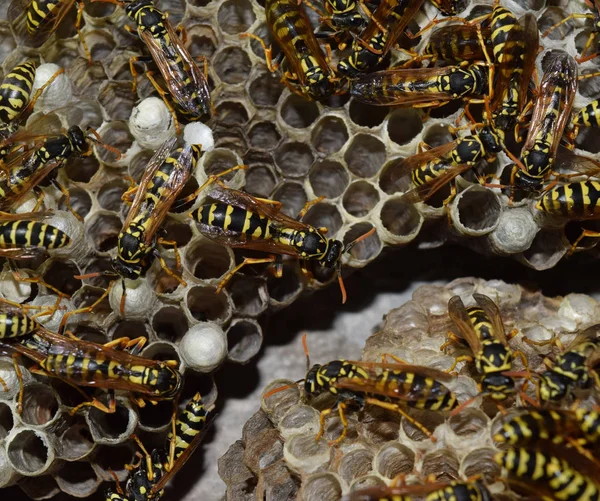 Üzerinde eşek arıları olan eşek arısı yuvası. Eşek arıları polist. Bir yuva
