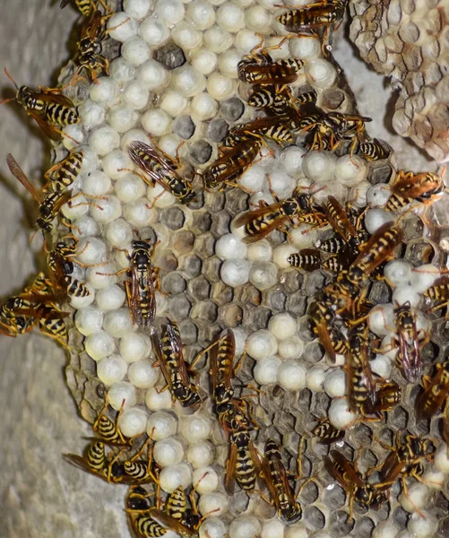 Wasp nest met wespen zitten erop. Wespen Polist. Het nest van een — Stockfoto