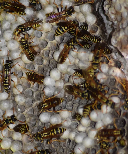 Üzerinde eşekarıları olan bir arı kovanı. Eşek arıları polisi. Yakından çekilen bir eşek arısı ailesinin yuvası.