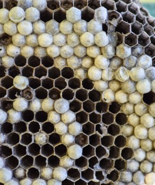 Vespiary. Yaban arıları polist.