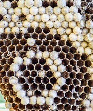 Eşekarısı yuvası üzerine oturan Yaban arıları ile.